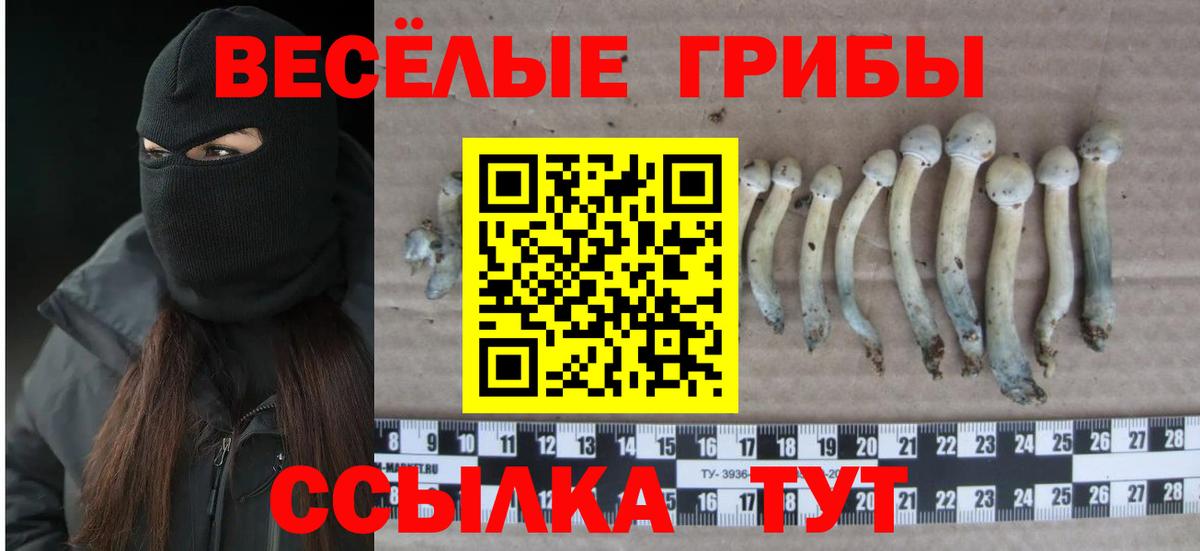 Лыткарино  Галлюциногенные грибы Psilocybine cubensis  Вход с VPN 
